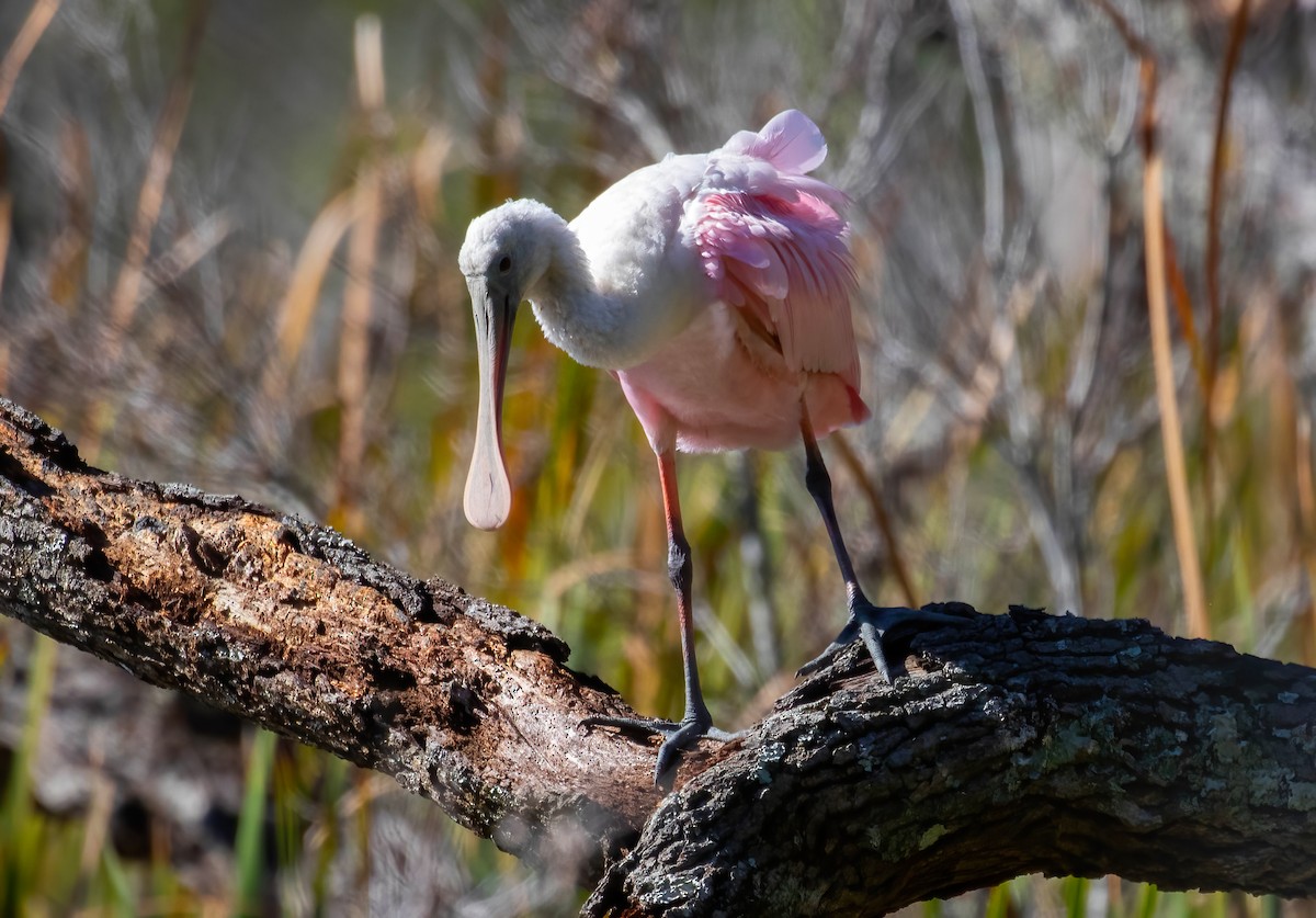 Roseate Spoonbill - ML610288953