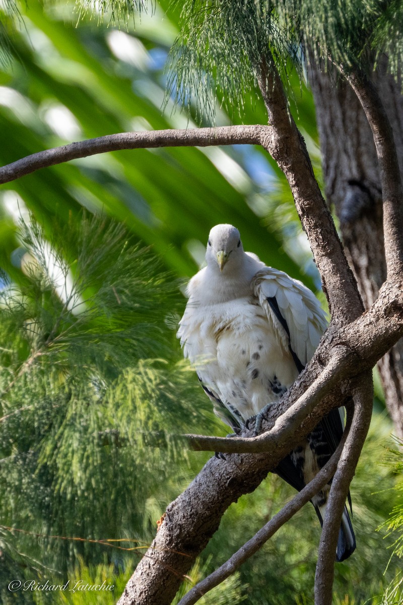 Torresian Imperial-Pigeon - ML610289004