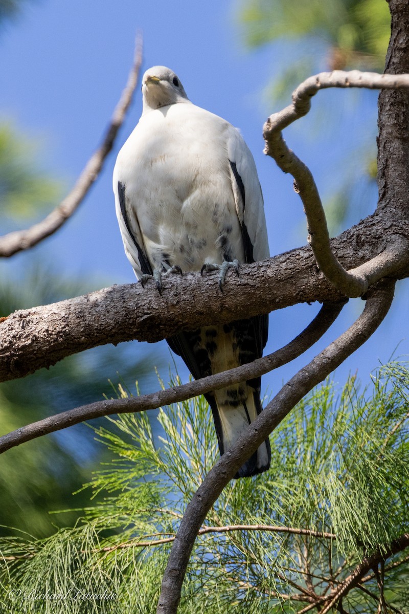 Torresian Imperial-Pigeon - ML610289005