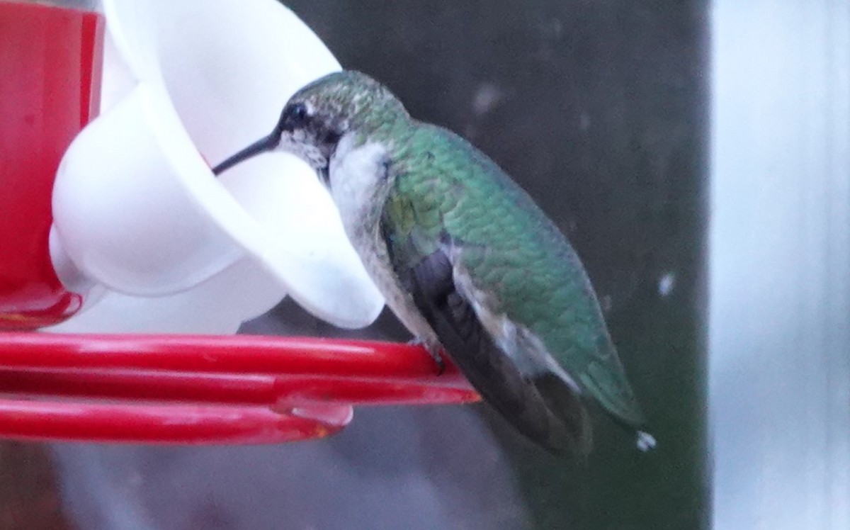 tanımsız Trochilidae sp. - ML610289009