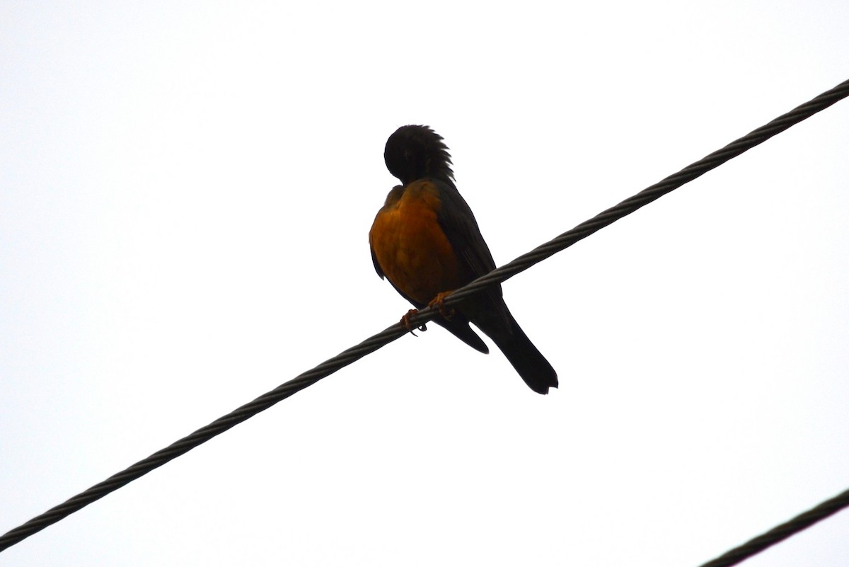 Olive Thrush - ML610289010