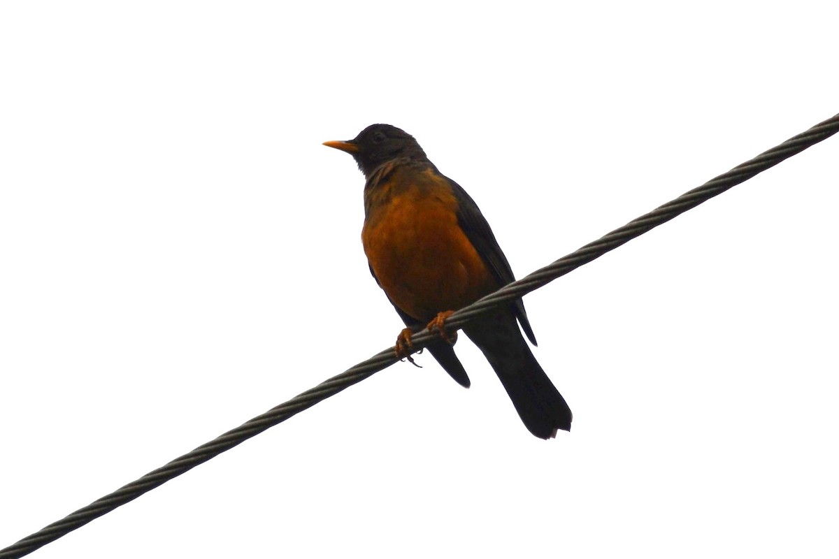 Olive Thrush - ML610289011