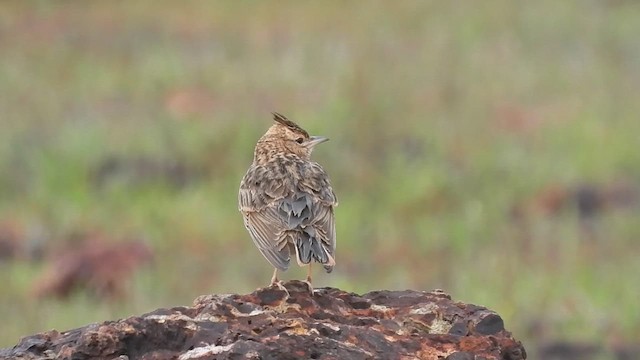 Malabar Lark - ML610289029