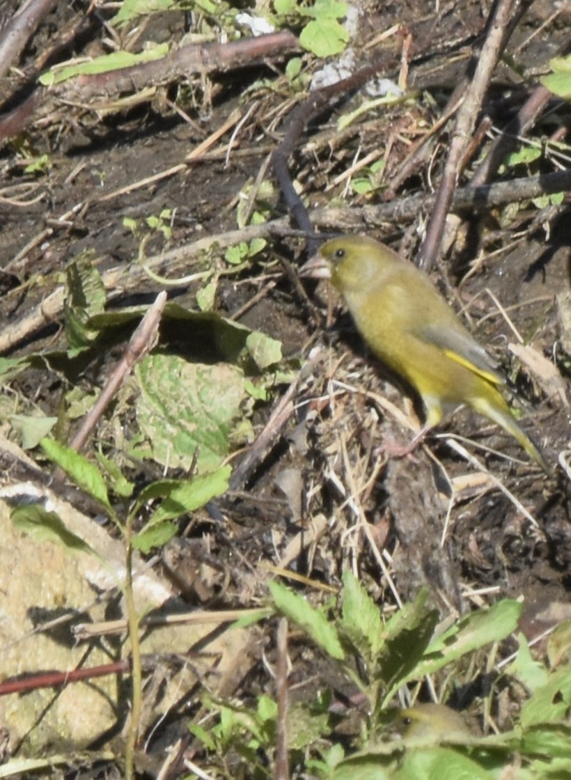 European Greenfinch - ML610289042