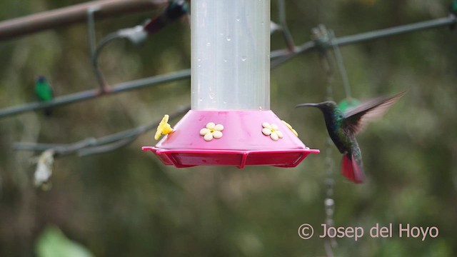 Black-throated Mango - ML610289107