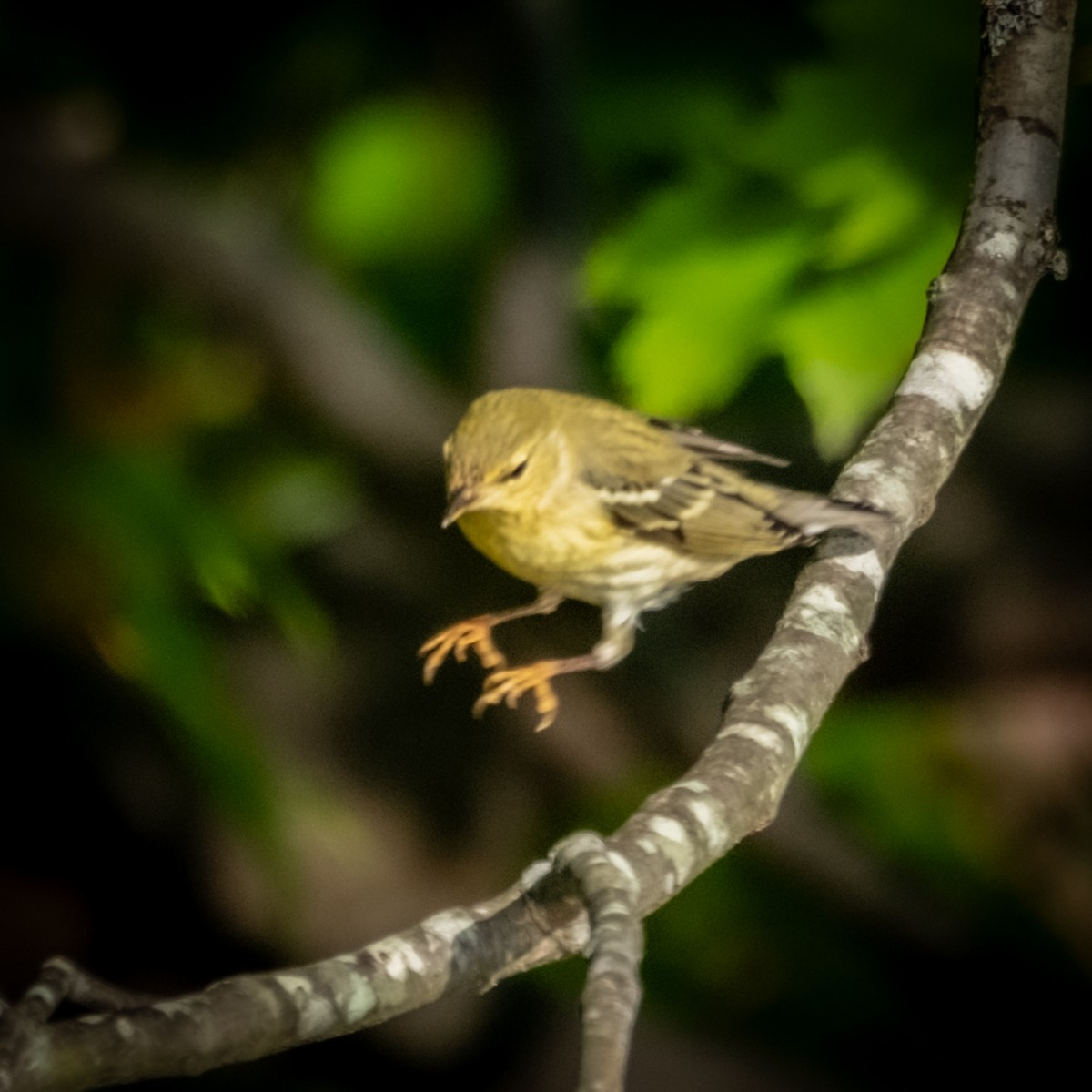 Blackpoll Warbler - ML610289364