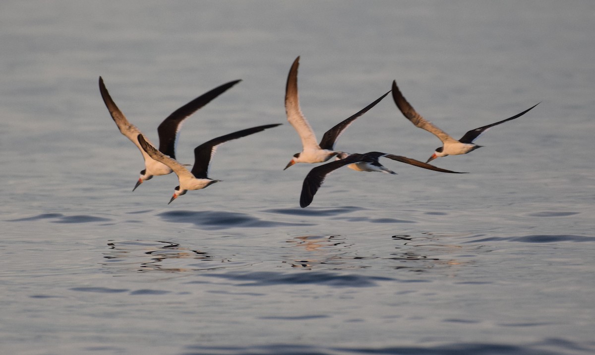 Black Skimmer - ML610289425