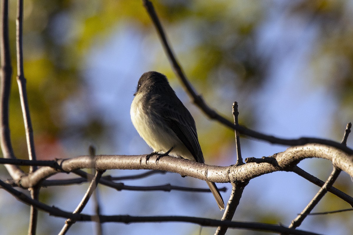 Eastern Phoebe - ML610289458