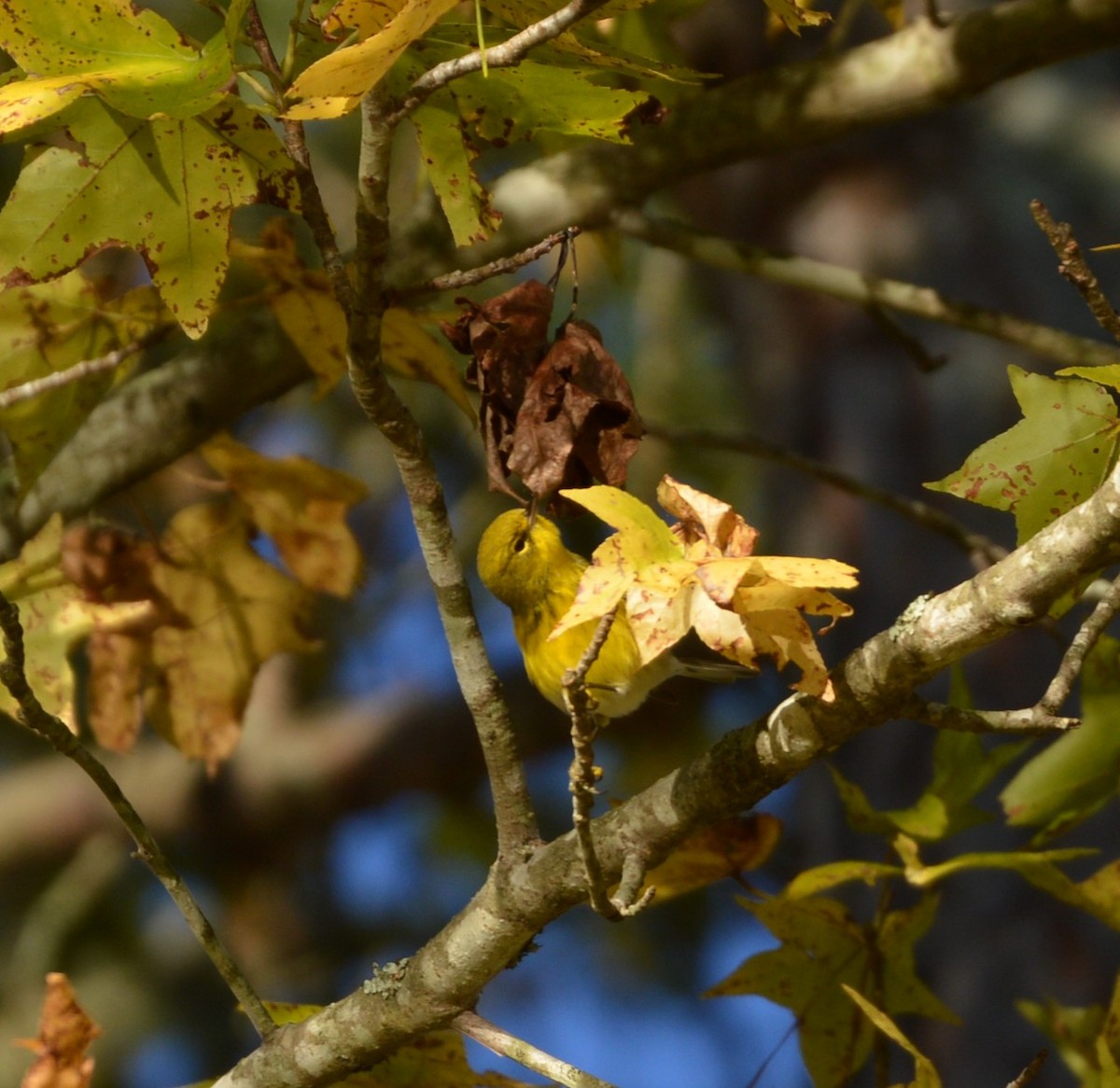 Pine Warbler - ML610289499