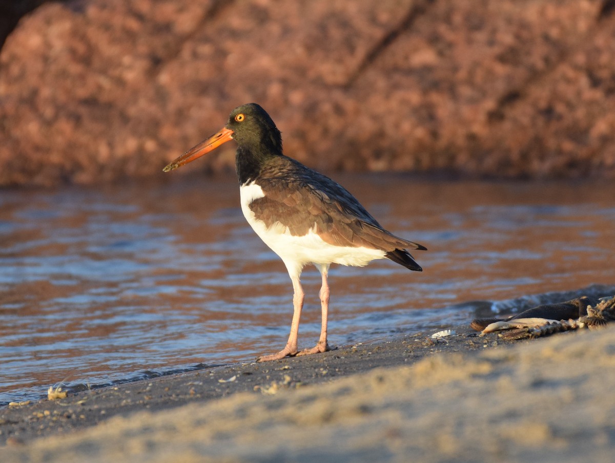 American Oystercatcher - ML610289504