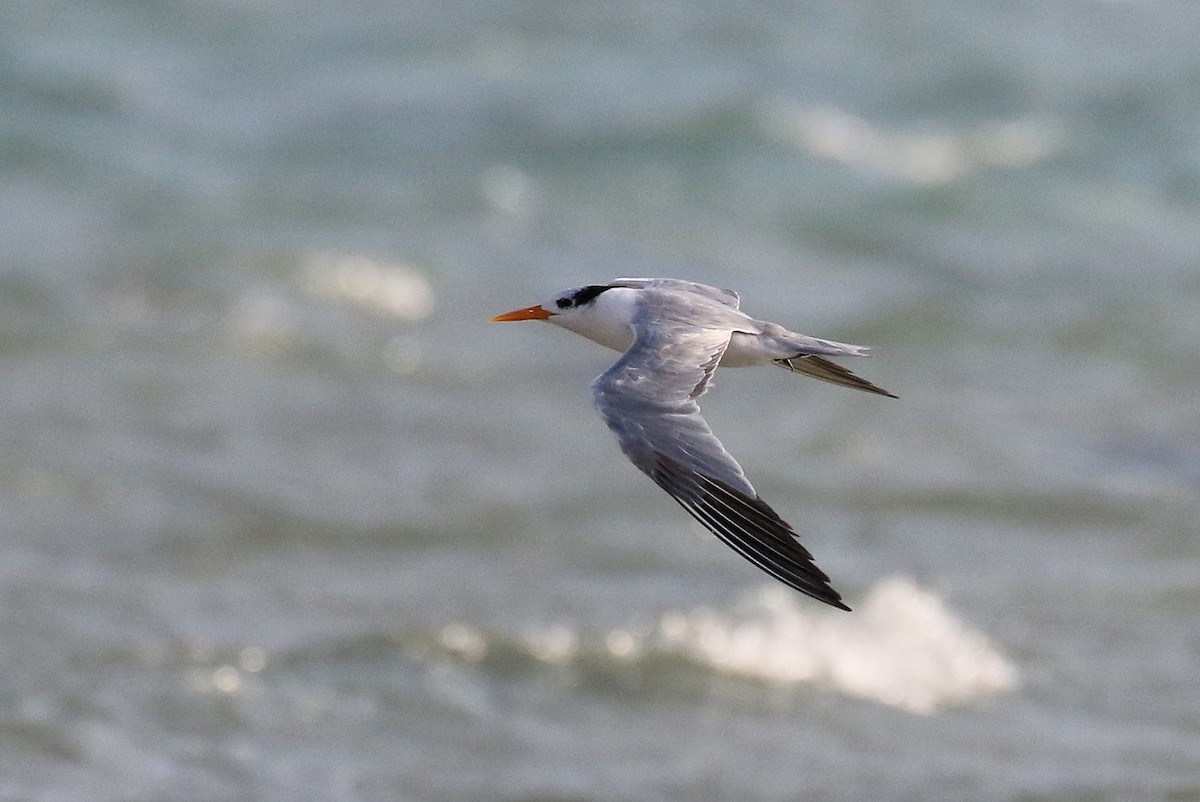 Lesser Crested Tern - ML610289507