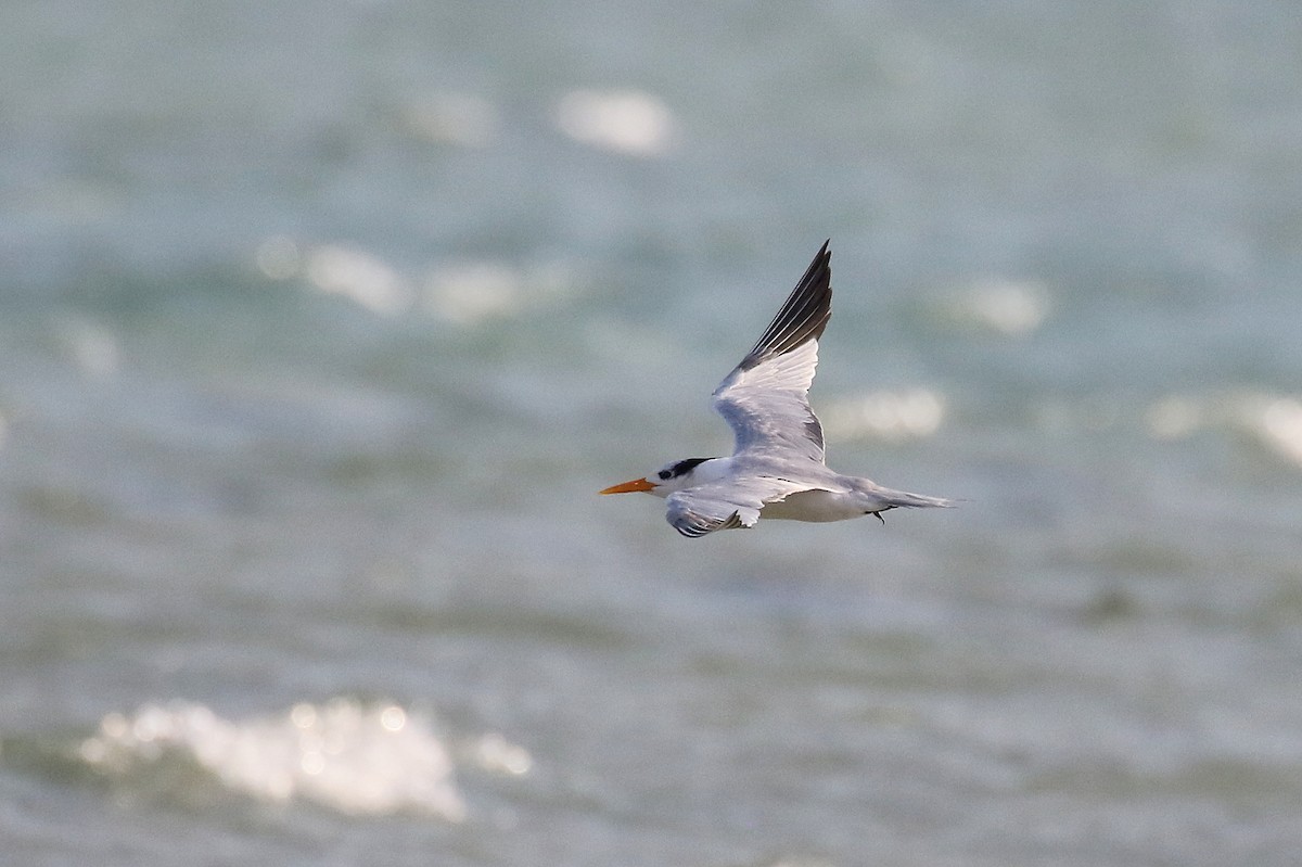 Lesser Crested Tern - ML610289508