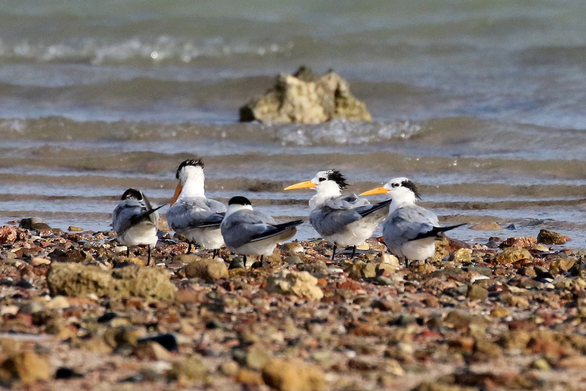 Lesser Crested Tern - ML610289509