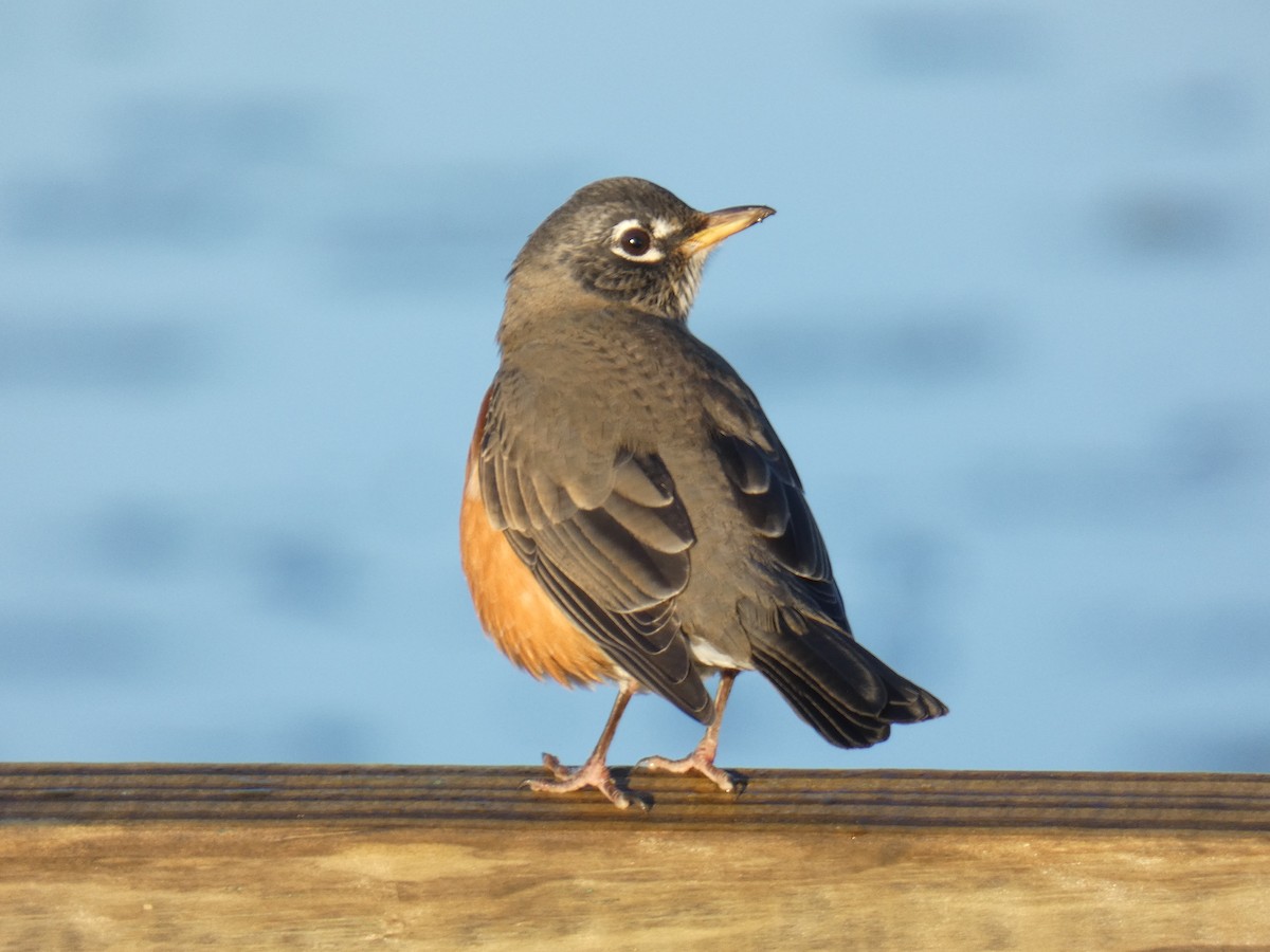 American Robin - David Riddle