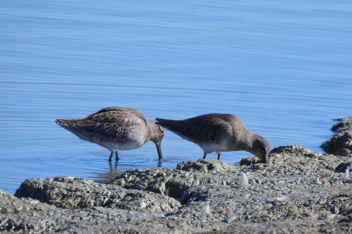 langnebbekkasinsnipe - ML610289543