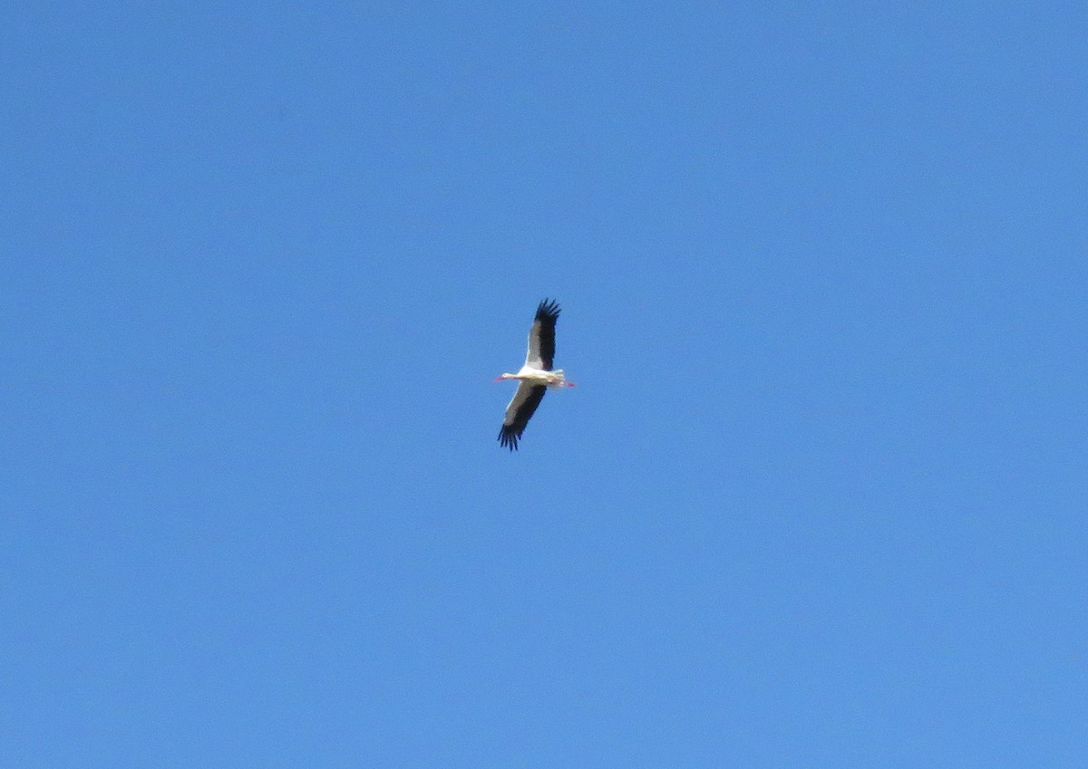 White Stork - ML610289553