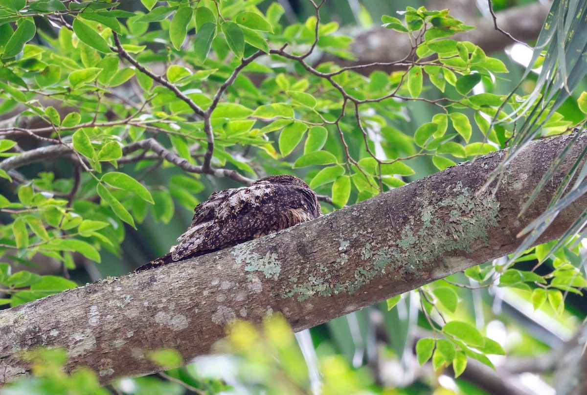 Short-tailed Nighthawk - Cristina Rappa