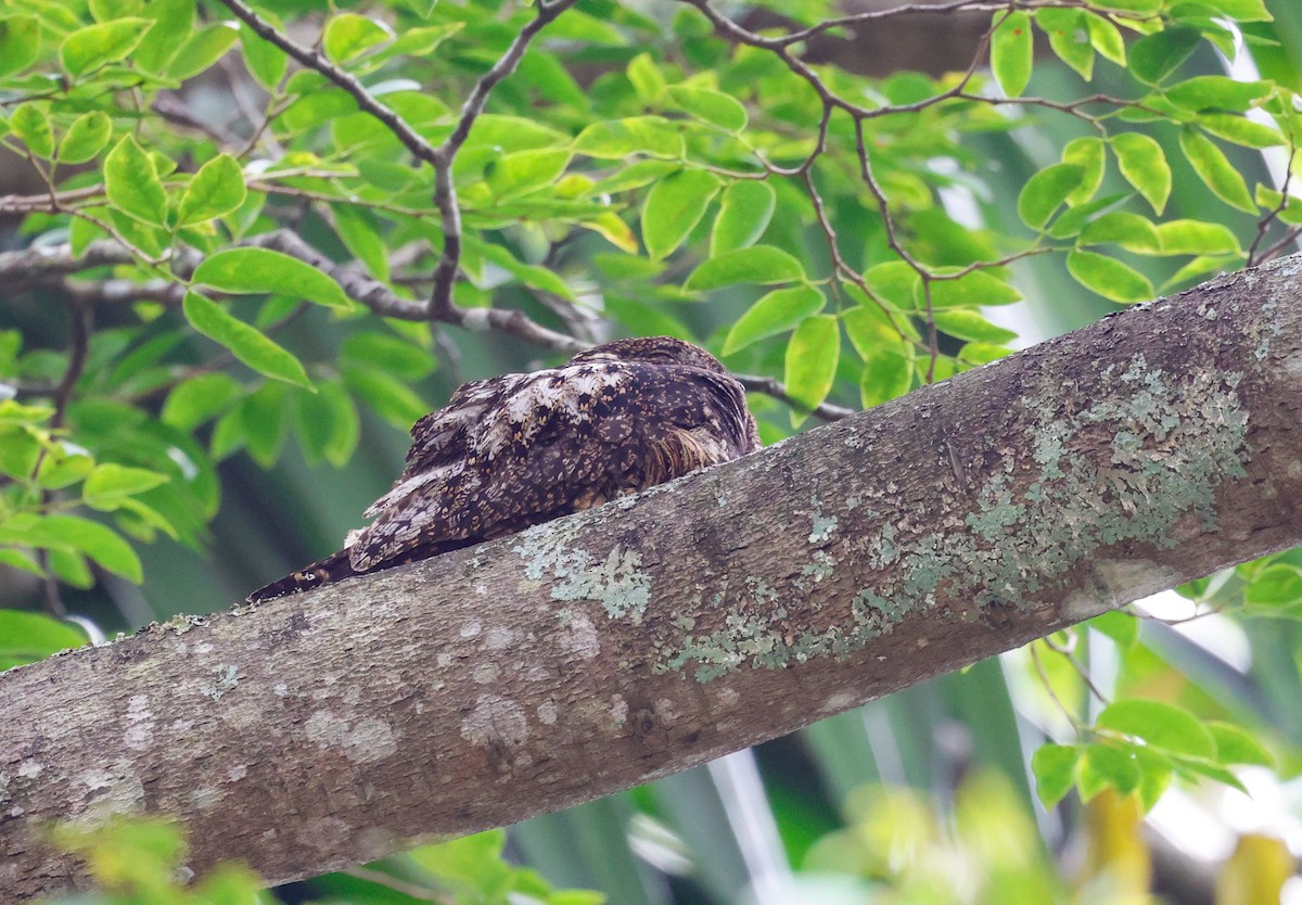 Short-tailed Nighthawk - ML610289584