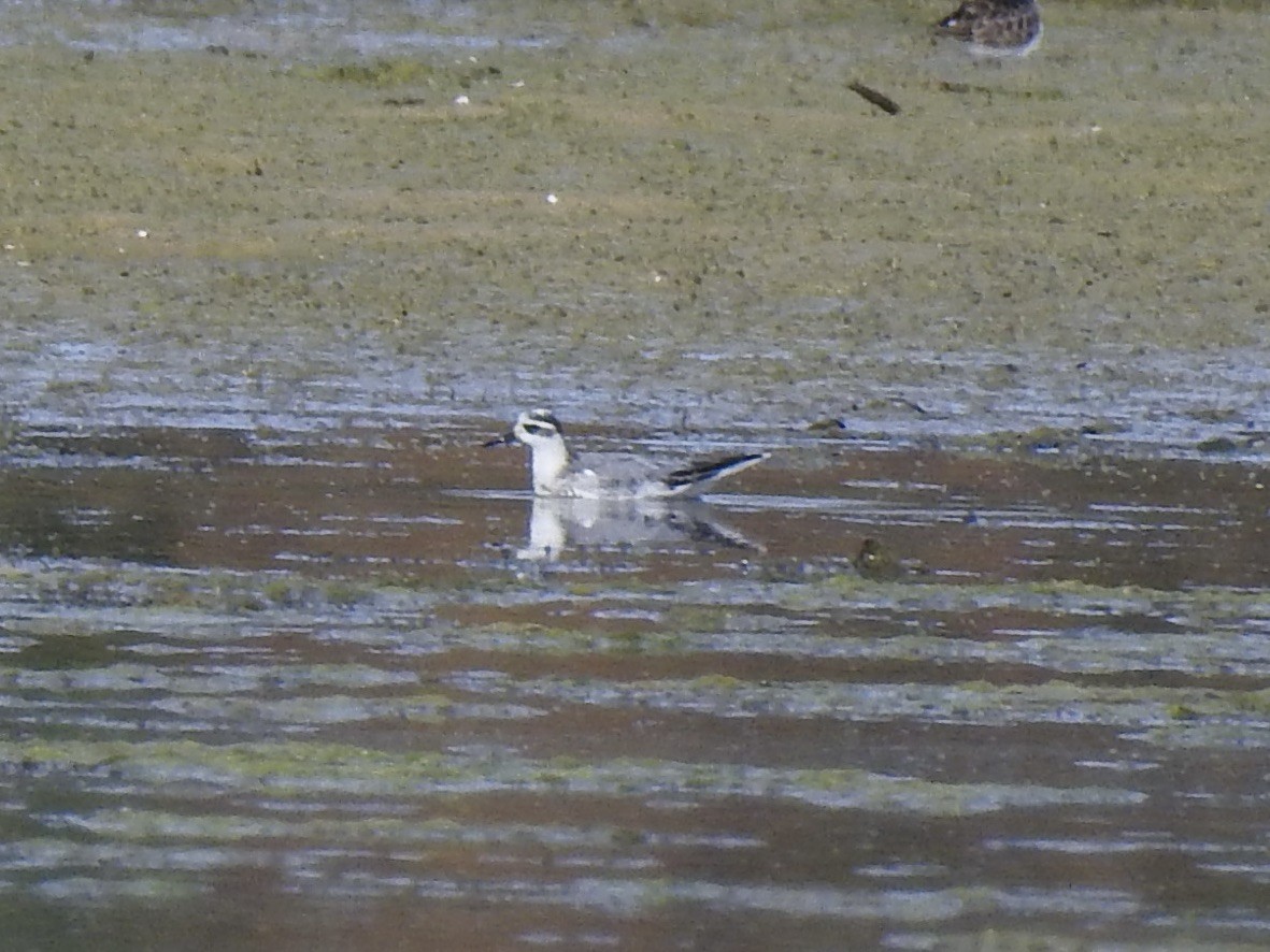 Red Phalarope - ML610289613