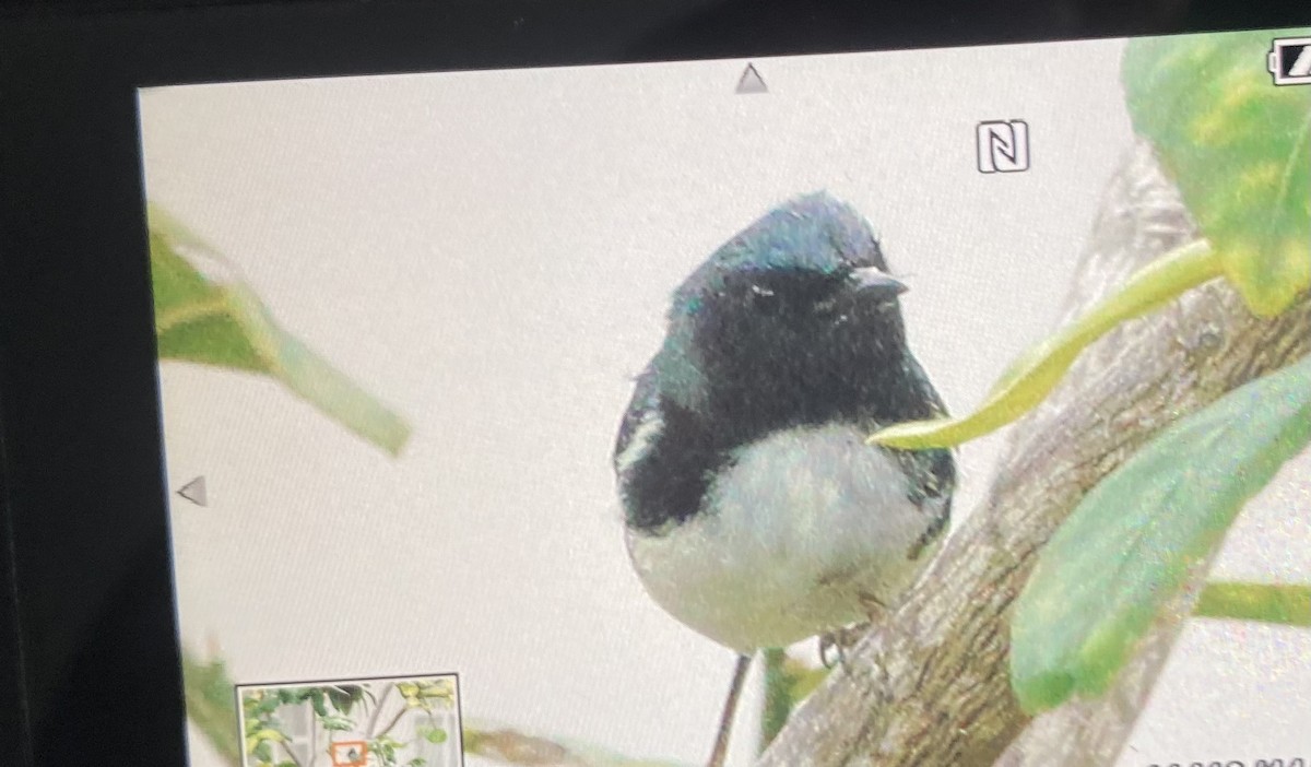 Black-throated Blue Warbler - Oswaldo Cortes Bogota Birding