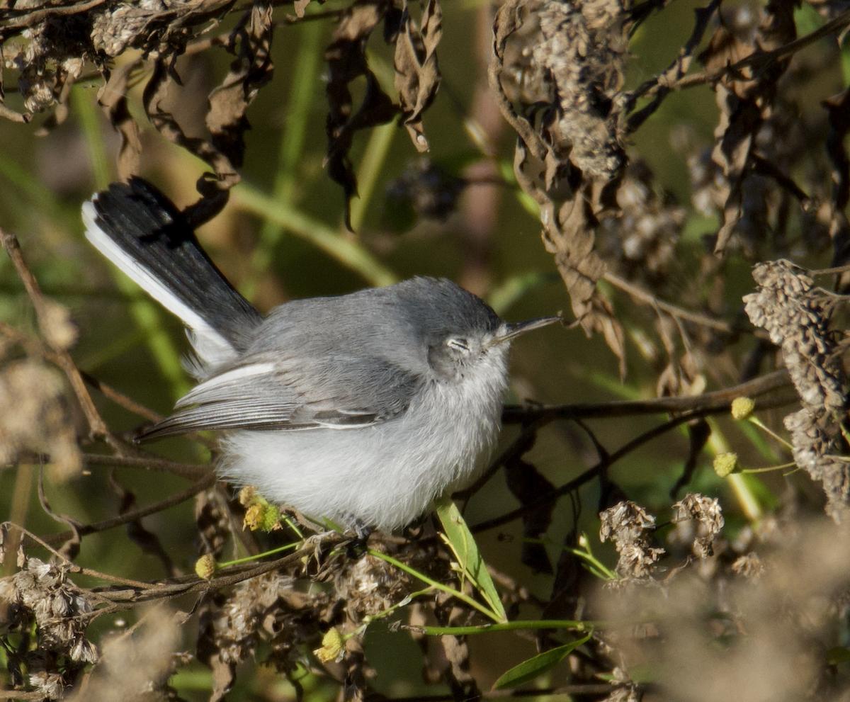 Blue-gray Gnatcatcher - ML610289659