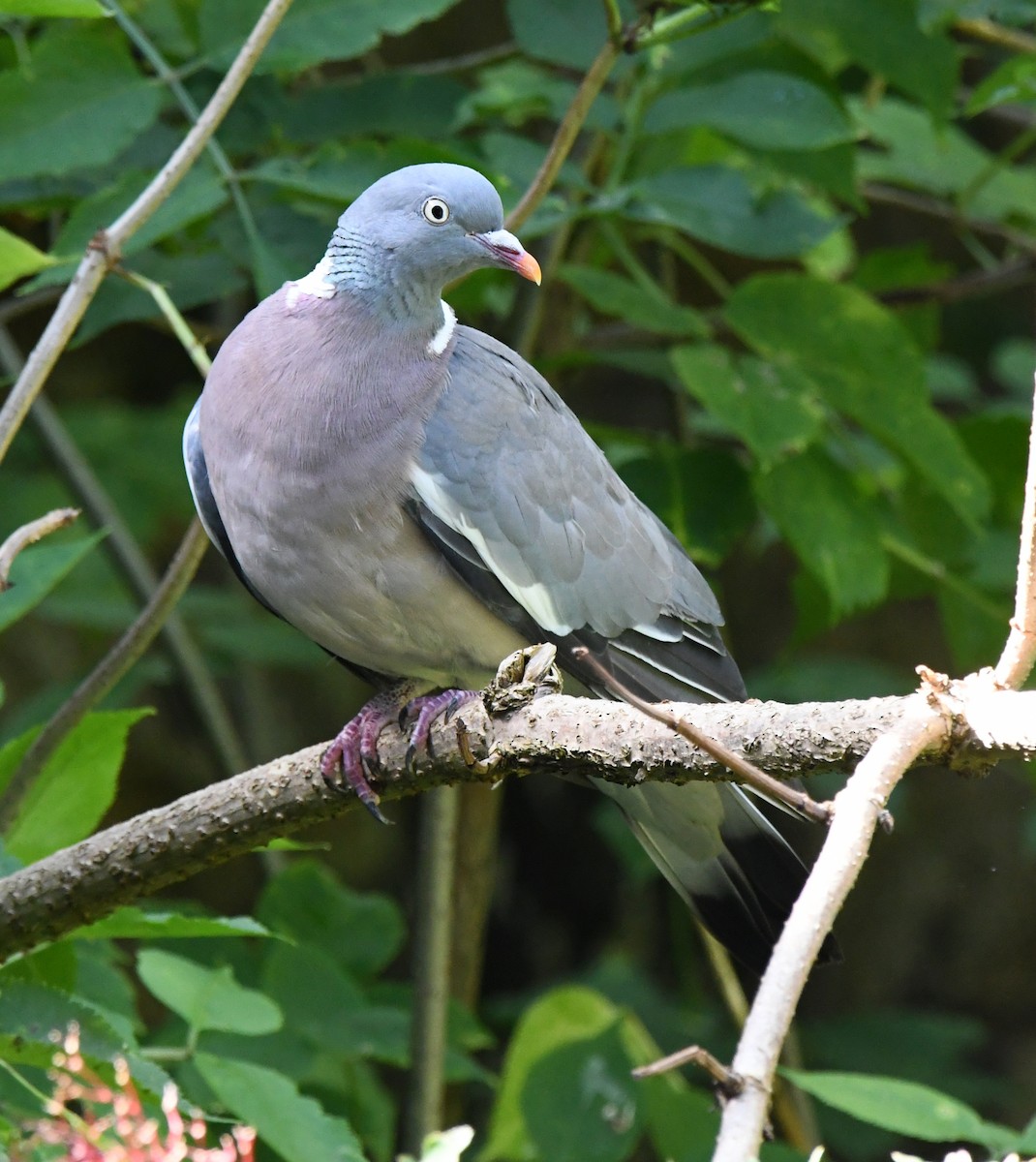 Common Wood-Pigeon (White-necked) - ML610289670