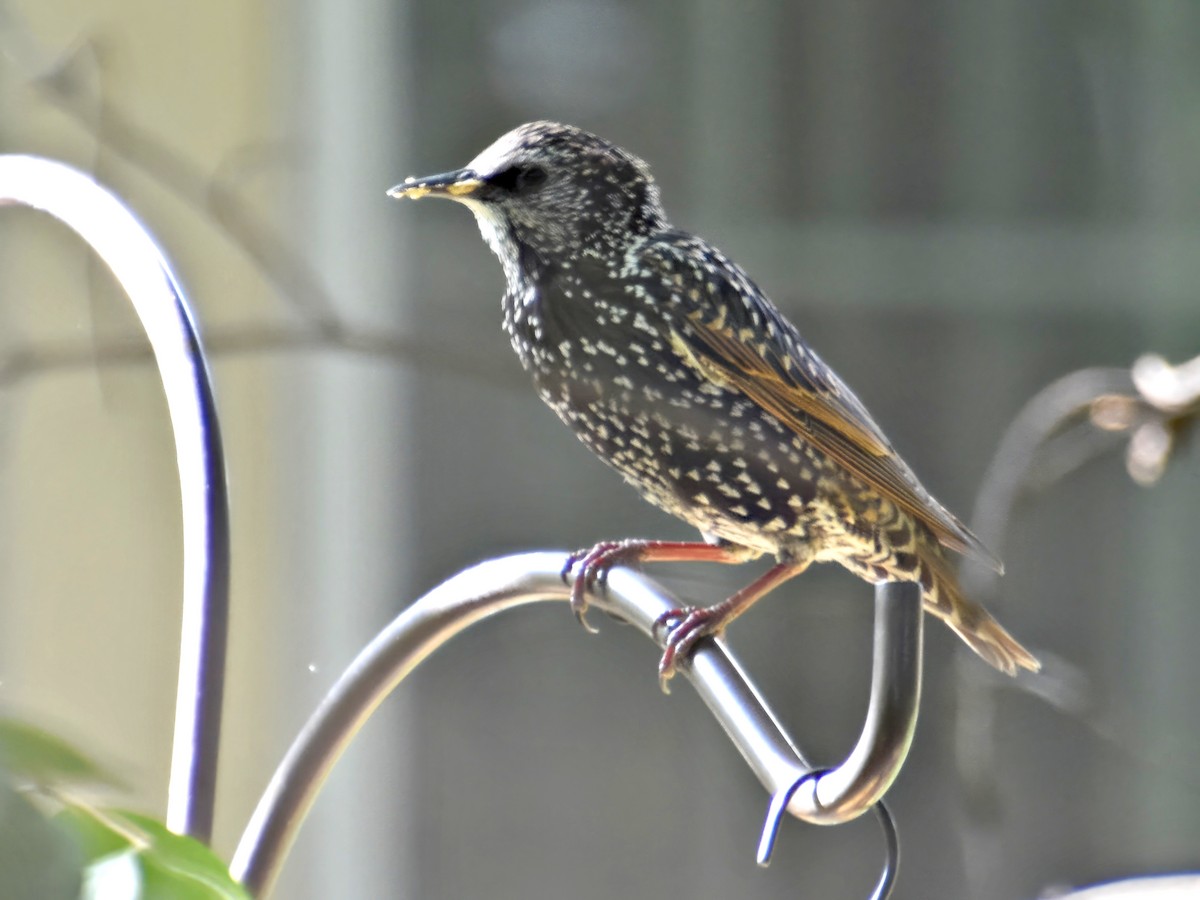 European Starling - ML610289700