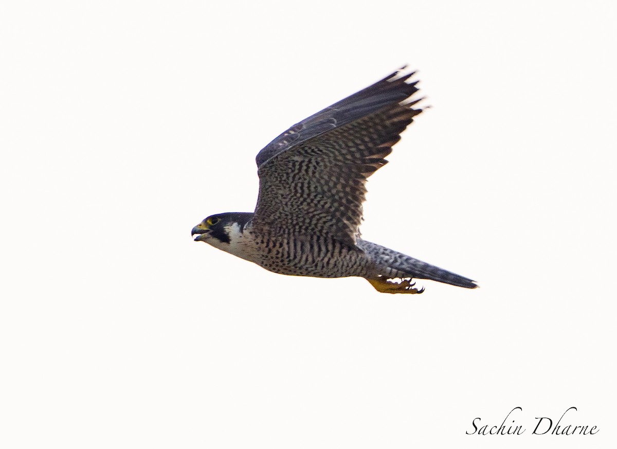 Peregrine Falcon (Tundra) - ML610289734