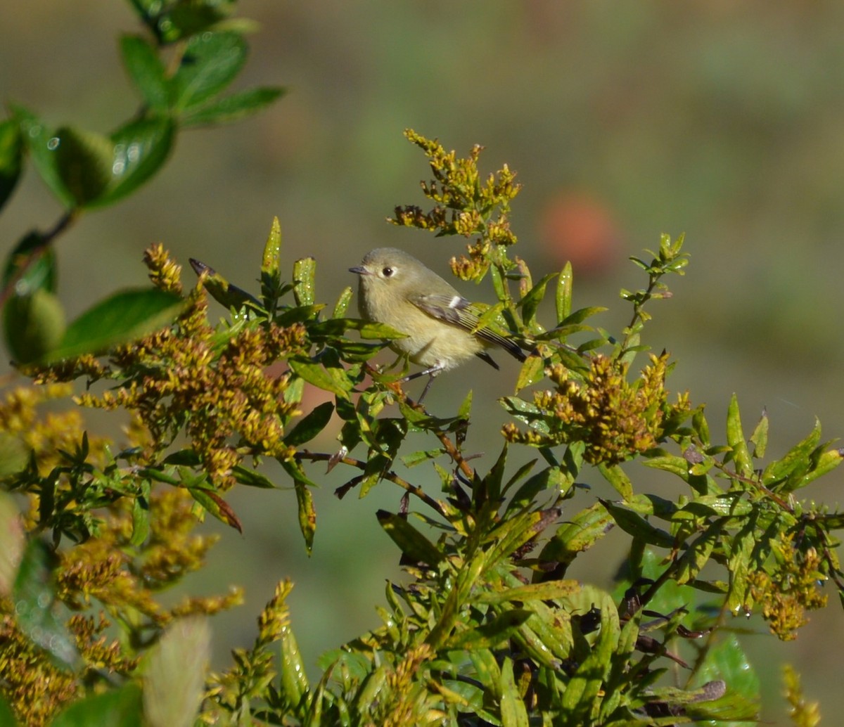 Ruby-crowned Kinglet - ML610289772