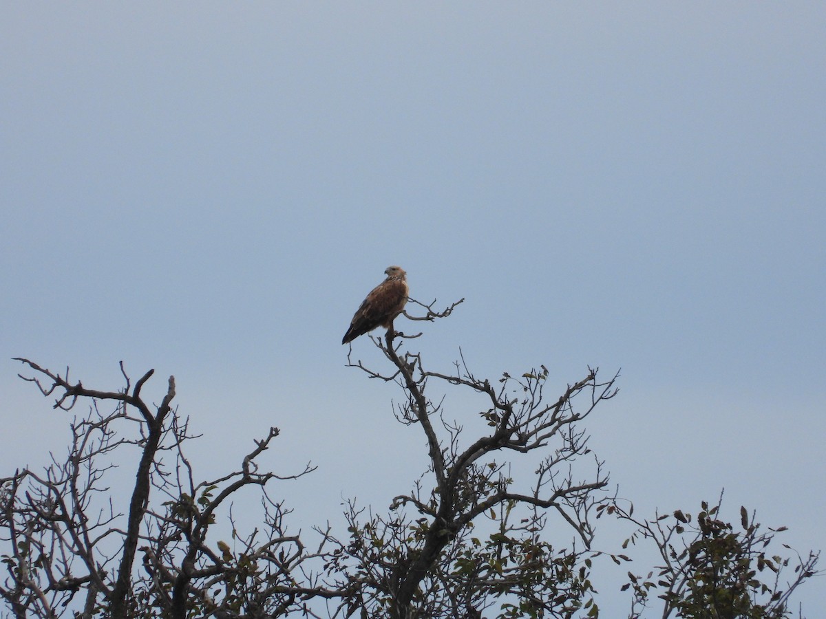 Long-legged Buzzard - Martin Petra