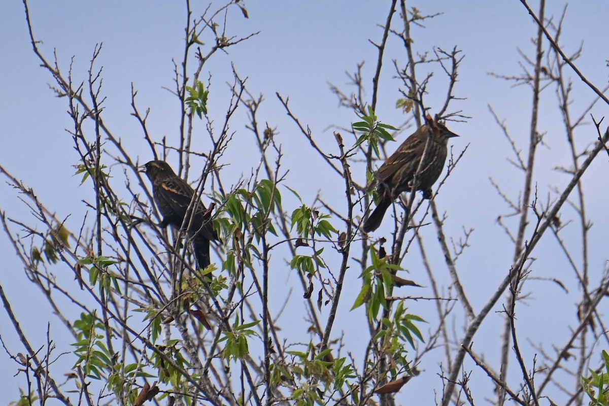 Red-winged Blackbird - ML610289775