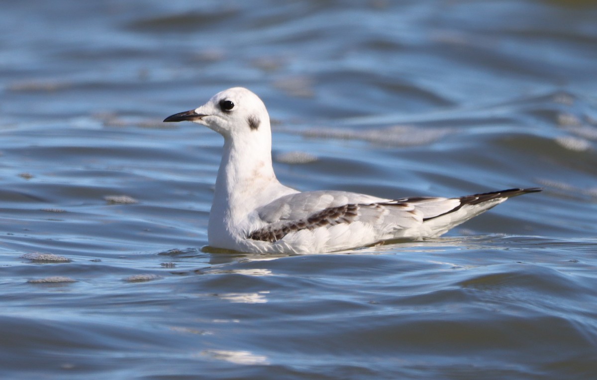 Bonaparte's Gull - ML610289847