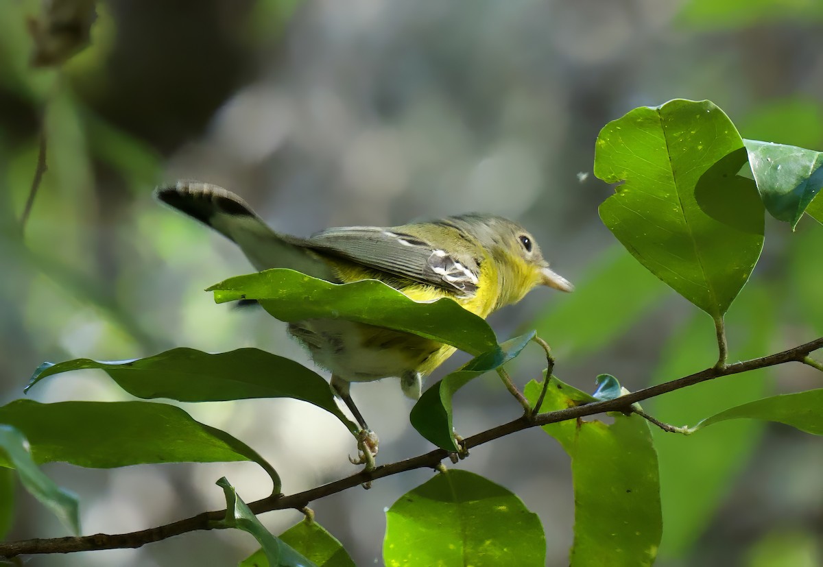 Magnolia Warbler - Richard Wolfert