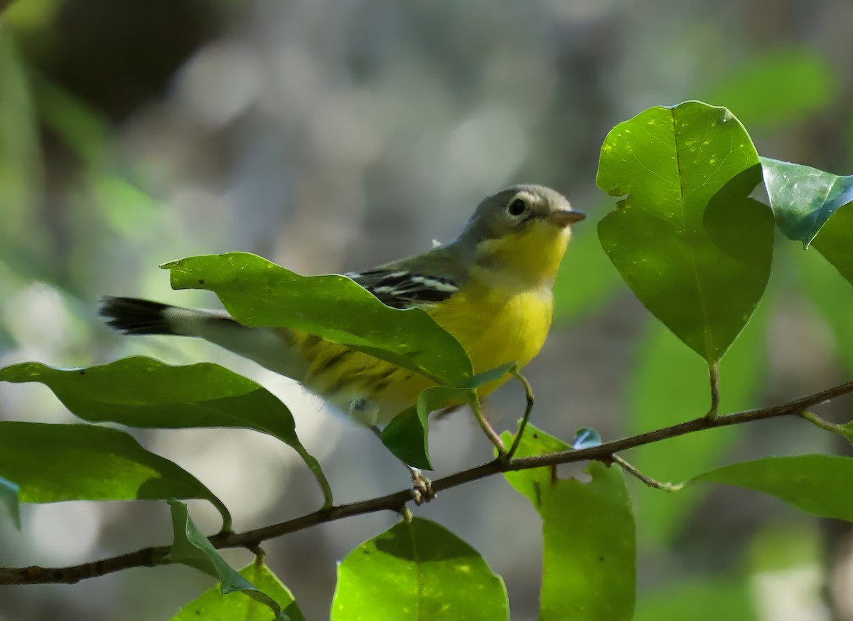 Magnolia Warbler - Richard Wolfert