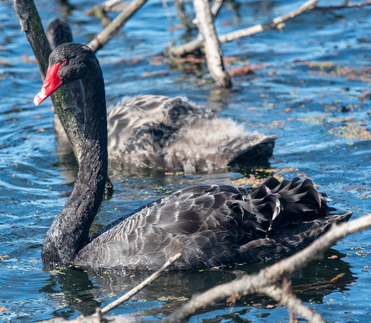 Black Swan - Barbara Maytom