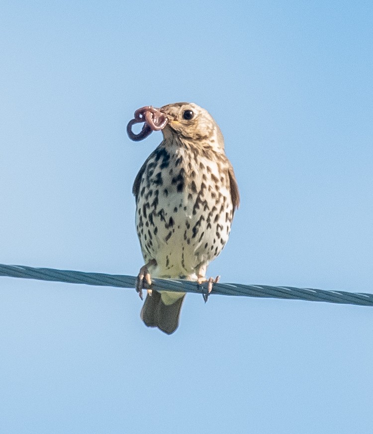 Song Thrush - ML610289969