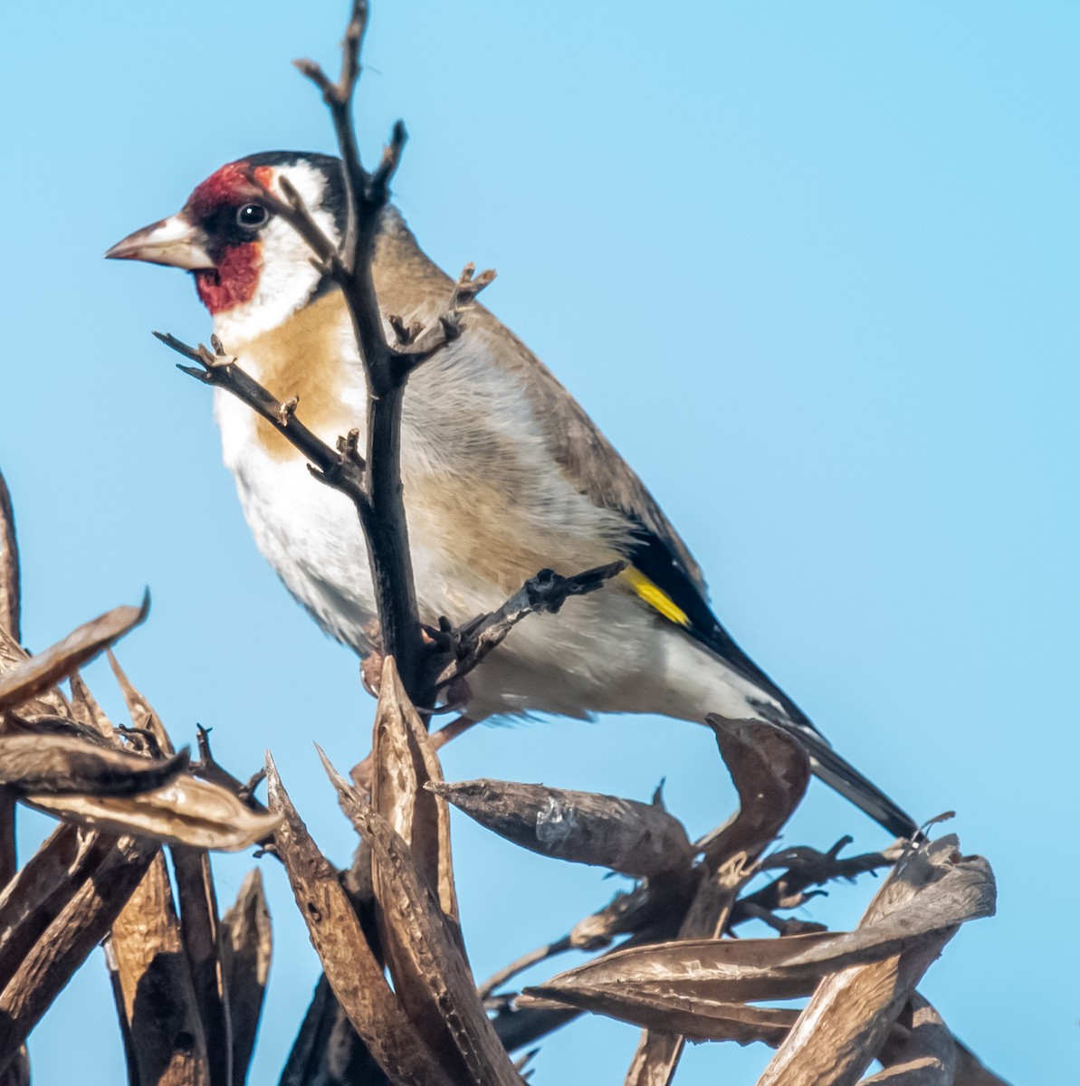 European Goldfinch - ML610290040