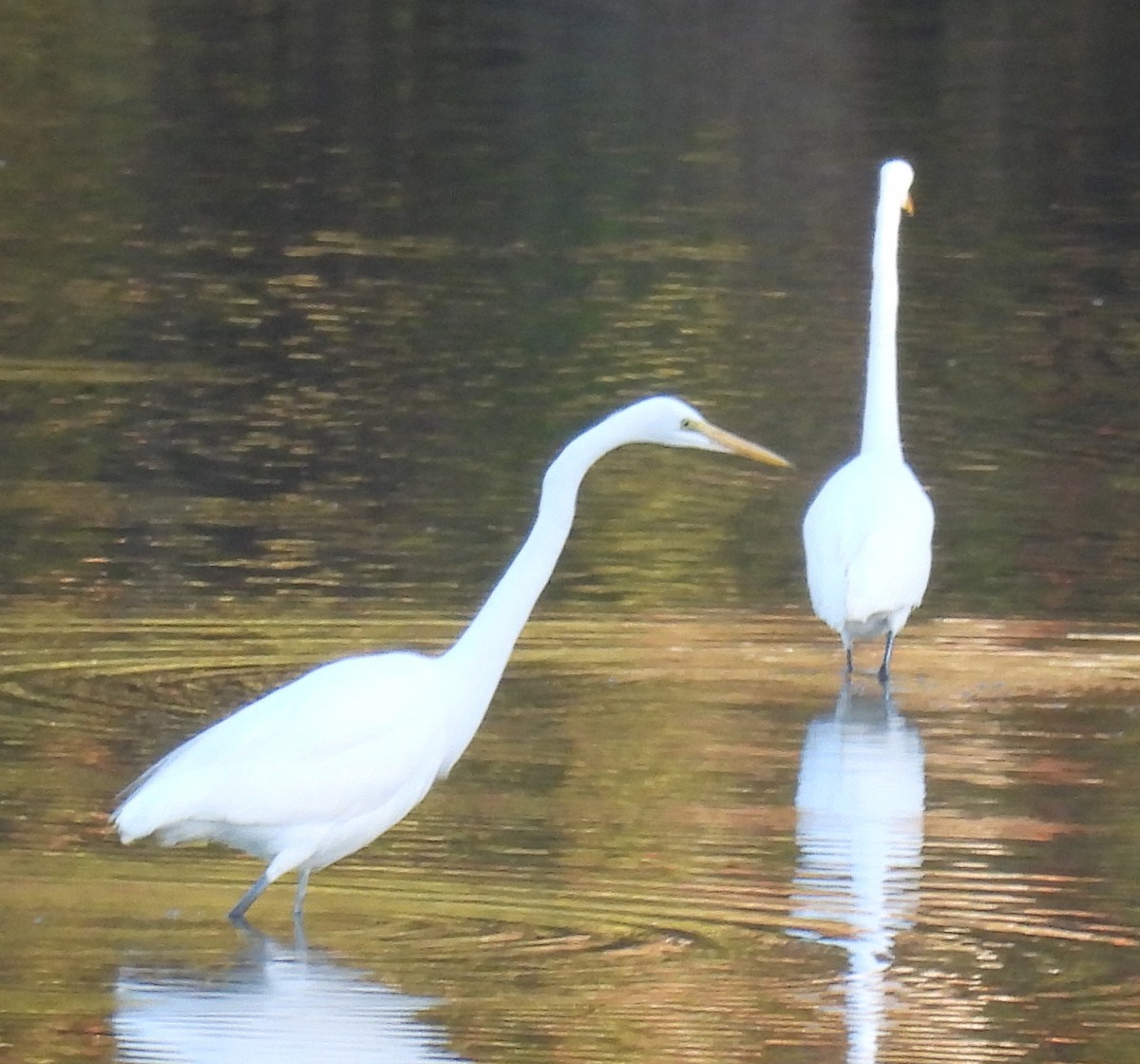 Great Egret - Jeffrey Blalock