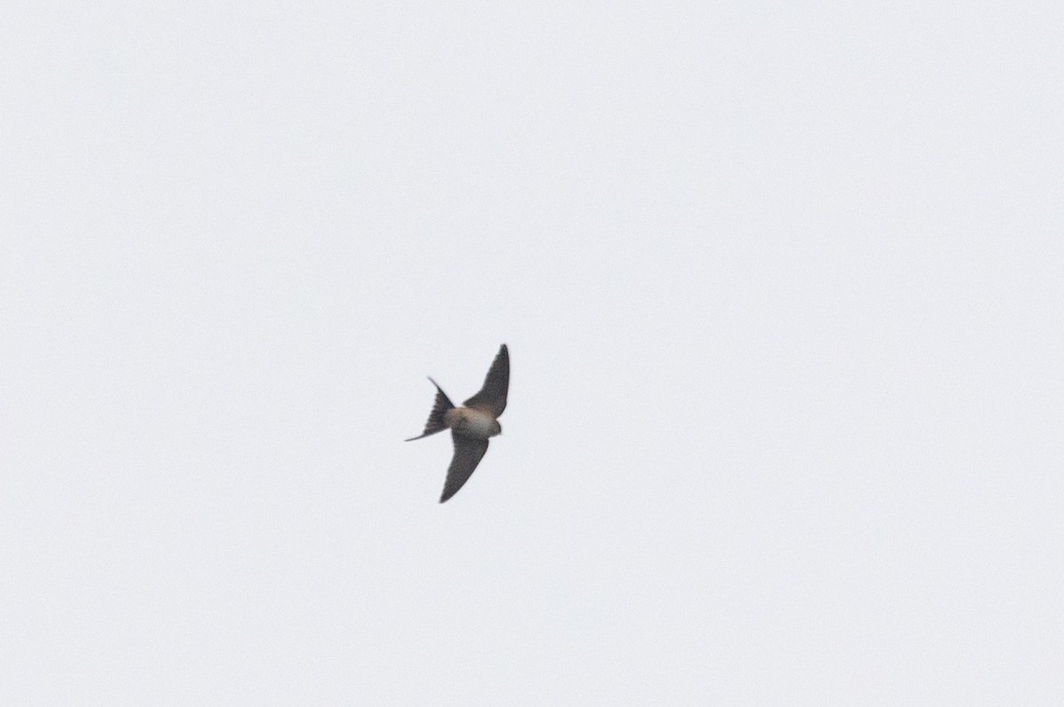 Red-rumped Swallow (Red-rumped) - ML610290212