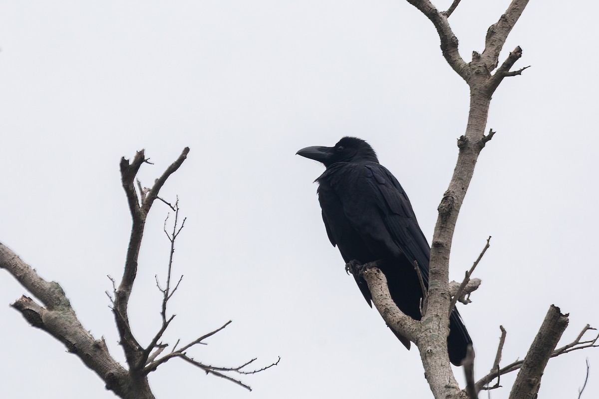 Large-billed Crow (Large-billed) - Kalvin Chan