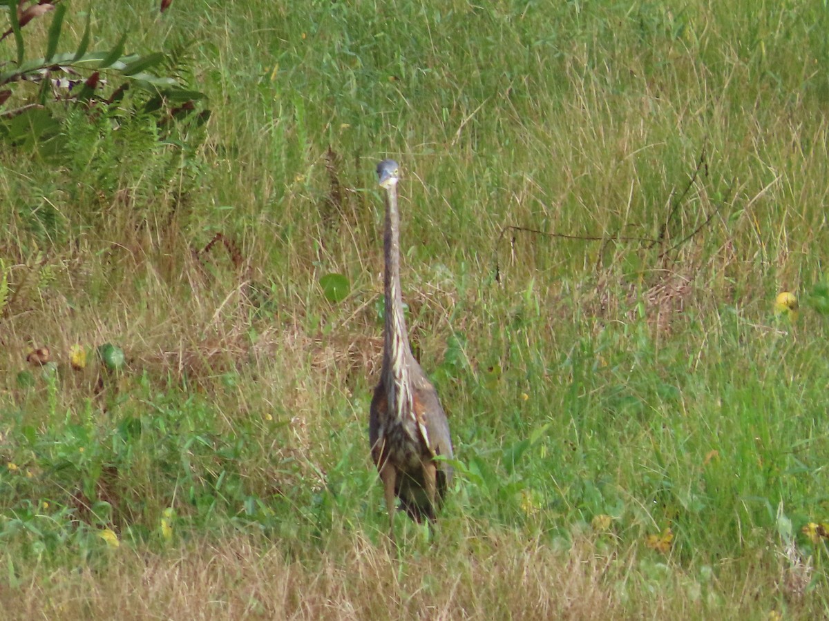 Great Blue Heron - ML610290440