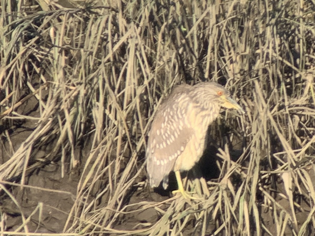 Black-crowned Night Heron - ML610290441