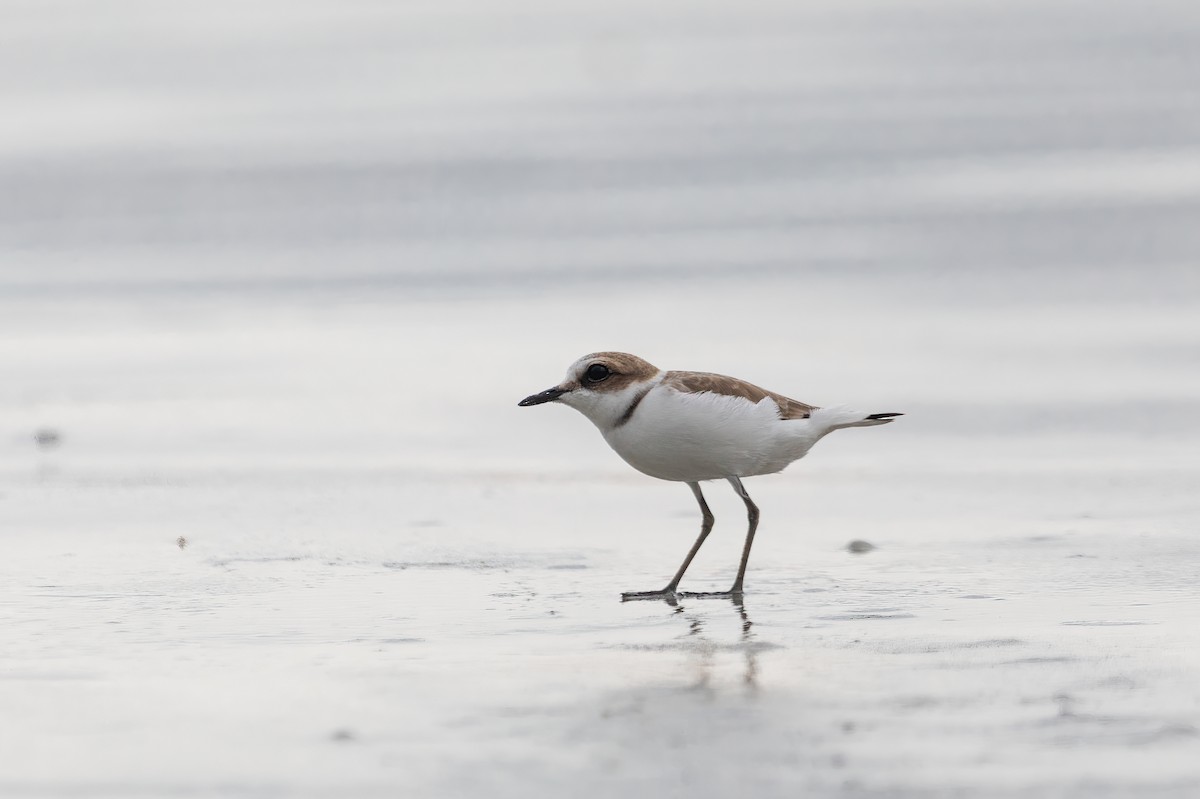 Kentish Plover (Kentish) - Kalvin Chan