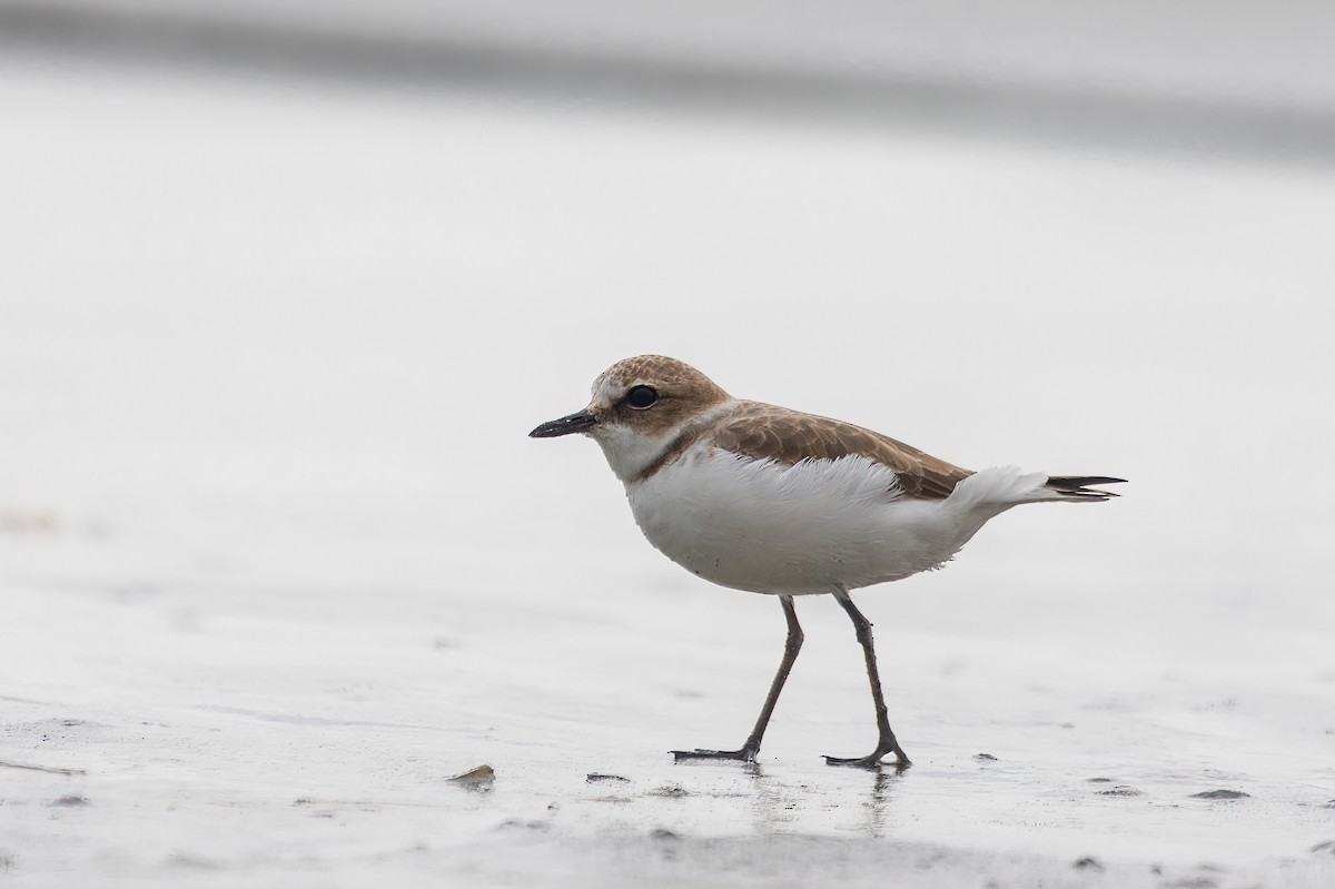 Kentish Plover (Kentish) - ML610290479