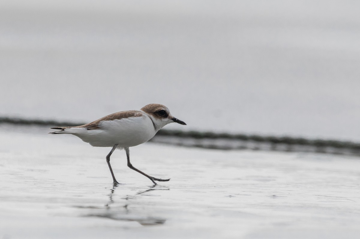 Морской зуёк (alexandrinus/nihonensis) - ML610290480