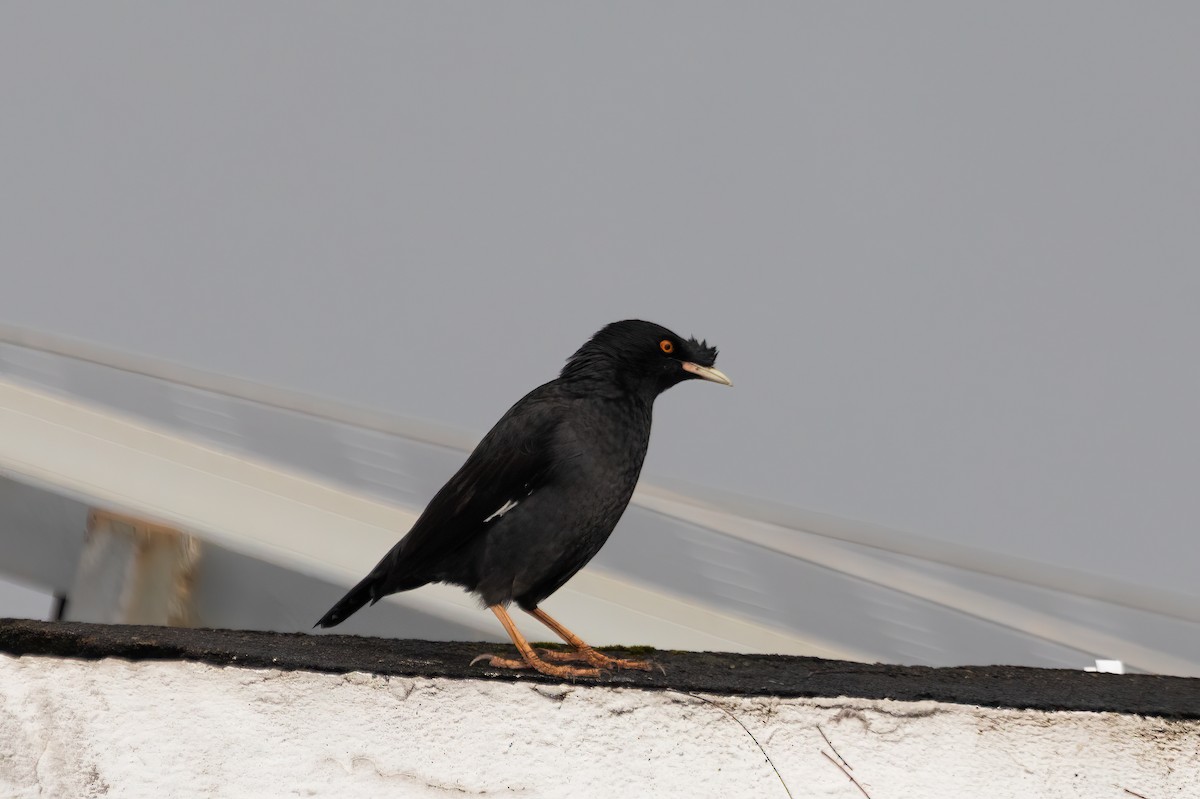 Crested Myna - Kalvin Chan