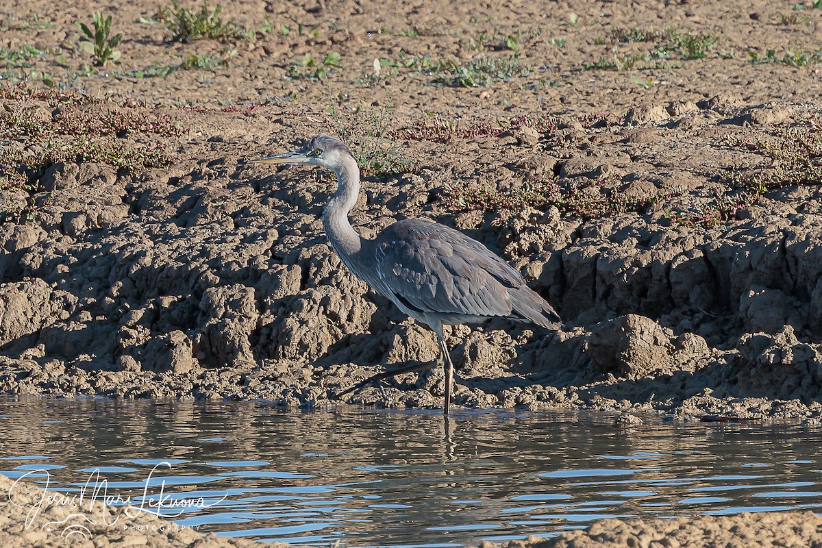 Gray Heron - ML610290507