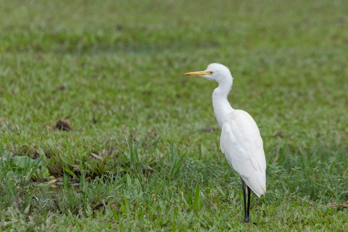 Eastern Cattle Egret - ML610290515