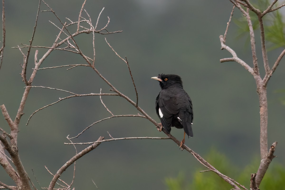 Crested Myna - ML610290530