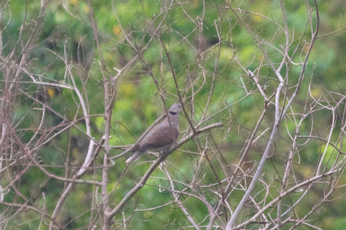 Red Collared-Dove - Kalvin Chan